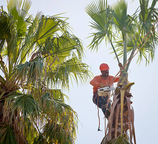 Best Professional Tree Care  in Skidmore, TX